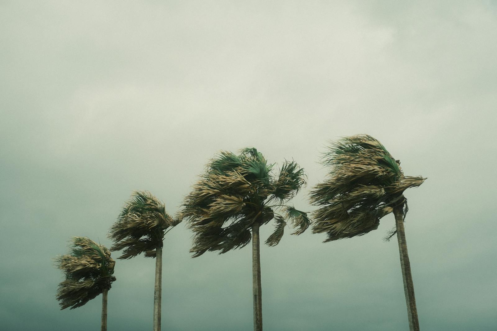 Palm Trees - Florida Hurricanes